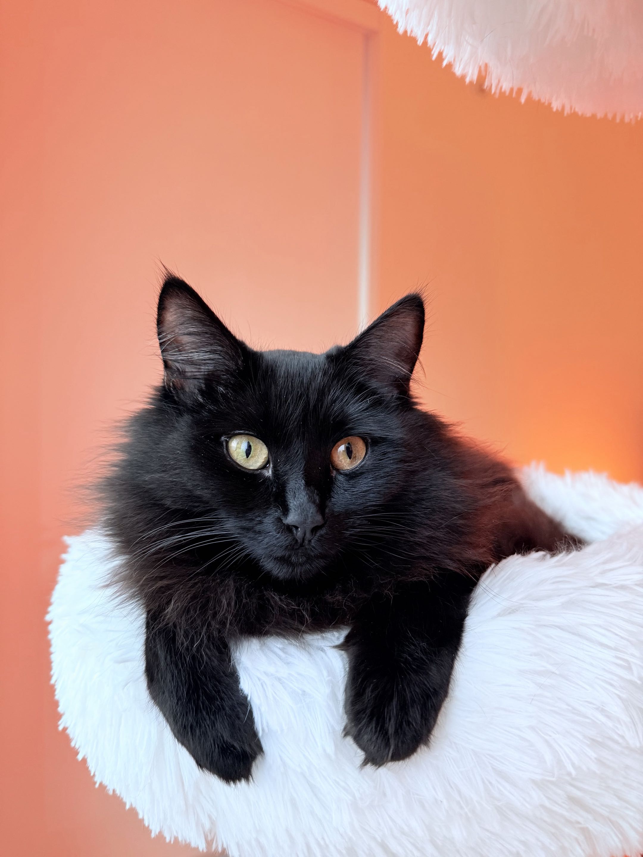 Long-haired black cat Felfel draped over a white perch against a coral wall.